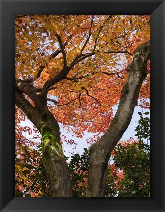 Framed Fall Leaves on V Shaped Tree, Japan Print