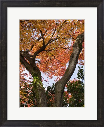 Framed Fall Leaves on V Shaped Tree, Japan Print