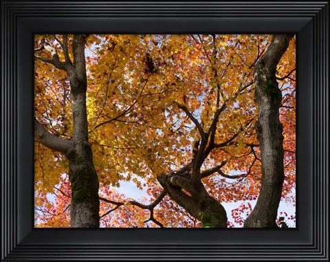 Framed Fall Leaves on Maple Tree, Japan Print