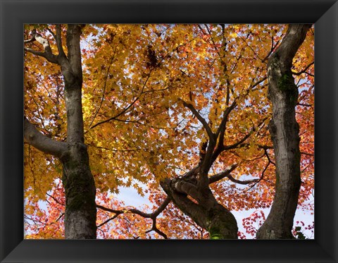 Framed Fall Leaves on Maple Tree, Japan Print