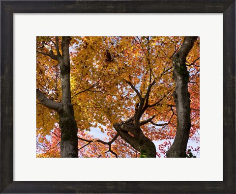Framed Fall Leaves on Maple Tree, Japan Print