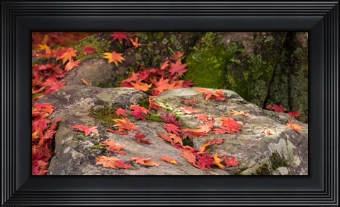 Framed Fallen Autumnal Leaves on Rock Print