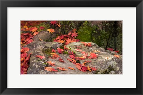 Framed Fallen Autumnal Leaves on Rock Print