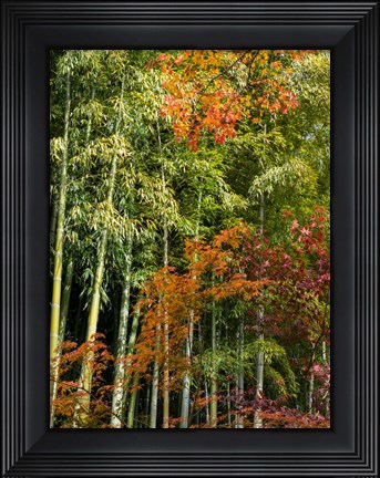 Framed Fall Foliage Print