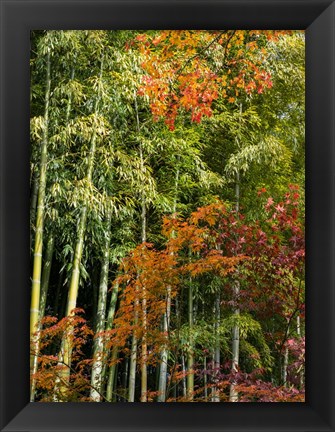 Framed Fall Foliage Print