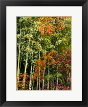 Framed Fall Foliage Print