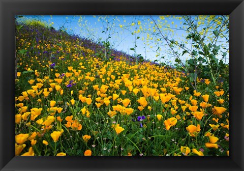 Framed California Poppies and Canterbury Bells in a Field, Diamond Valley Lake, California Print