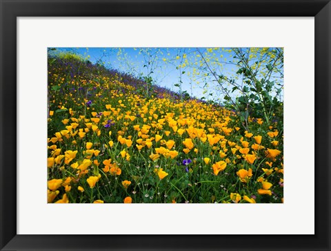 Framed California Poppies and Canterbury Bells in a Field, Diamond Valley Lake, California Print