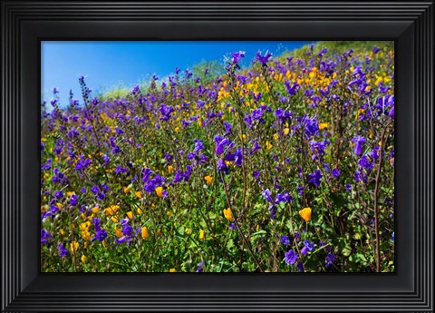 Framed Wildflowers Growing in a Field, Diamond Valley Lake, California Print