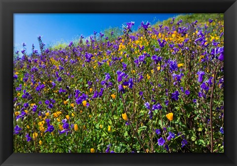 Framed Wildflowers Growing in a Field, Diamond Valley Lake, California Print