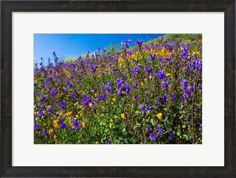 Framed Wildflowers Growing in a Field, Diamond Valley Lake, California Print