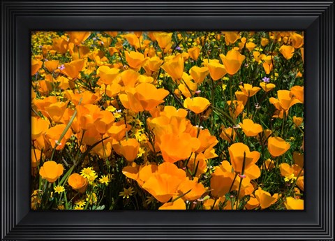 Framed Close-Up of Poppies in a field, Diamond Valley Lake, California Print