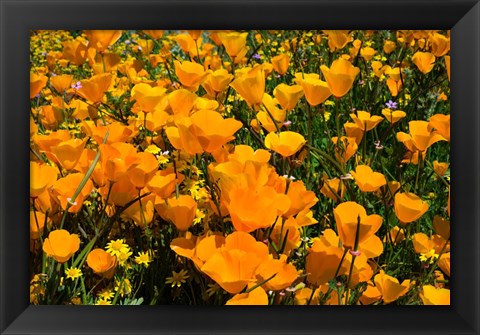 Framed Close-Up of Poppies in a field, Diamond Valley Lake, California Print