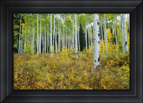 Framed Aspen Trees in Maroon Creek Valley, Aspen, Colorado Print