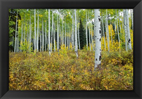 Framed Aspen Trees in Maroon Creek Valley, Aspen, Colorado Print