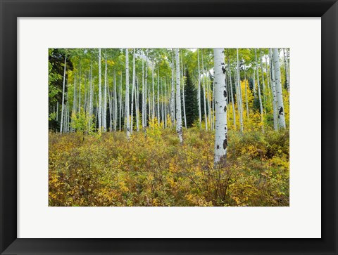 Framed Aspen Trees in Maroon Creek Valley, Aspen, Colorado Print