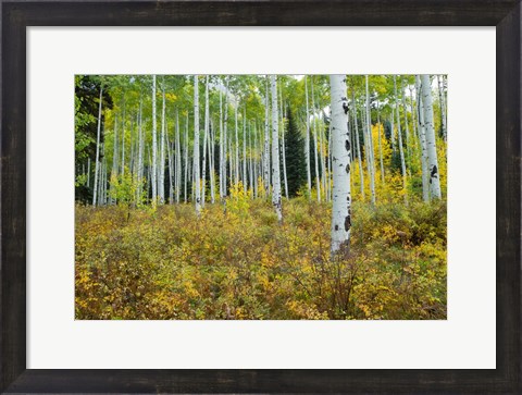 Framed Aspen Trees in Maroon Creek Valley, Aspen, Colorado Print