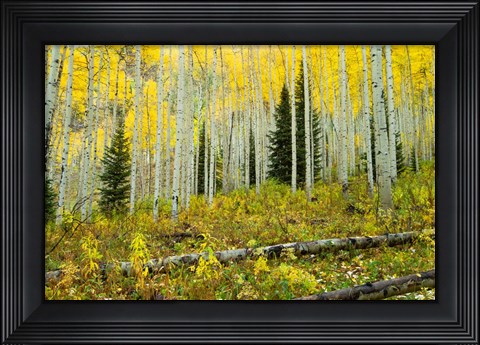 Framed Forest, Maroon Bells, Aspen, Colorado Print