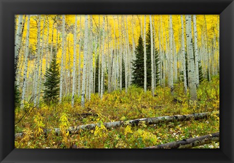 Framed Forest, Maroon Bells, Aspen, Colorado Print