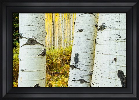 Framed Detail of Aspen Tree, Colorado Print