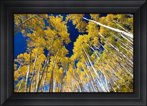Framed Aspen Tree Tops in Maroon Bells, Aspen, Colorado Print