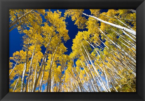 Framed Aspen Tree Tops in Maroon Bells, Aspen, Colorado Print