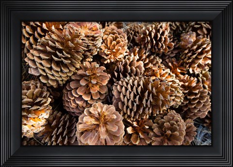 Framed Acorns Growing on Plants Print