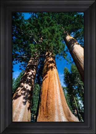 Framed Giant Sequoia Trees in Sequoia National Park, California Print