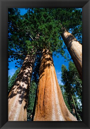 Framed Giant Sequoia Trees in Sequoia National Park, California Print