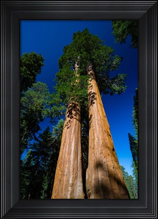 Framed Giant Sequoia Tree in a Forest, Sequoia National Park, California Print