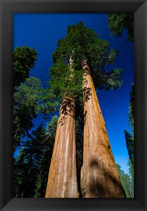 Framed Giant Sequoia Tree in a Forest, Sequoia National Park, California Print