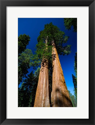 Framed Giant Sequoia Tree in a Forest, Sequoia National Park, California Print