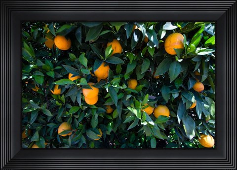 Framed Oranges Growing on a Tree, California Print