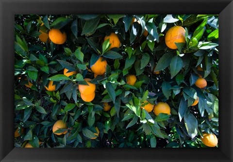 Framed Oranges Growing on a Tree, California Print