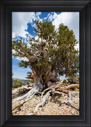 Framed Ancient Bristlecone Pine Forest in the White Mountains, California Print