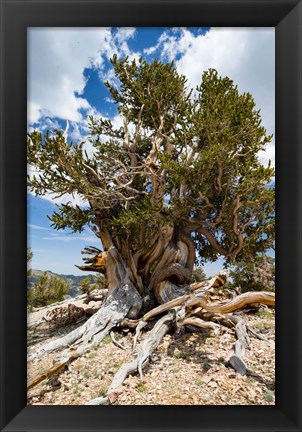 Framed Ancient Bristlecone Pine Forest in the White Mountains, California Print