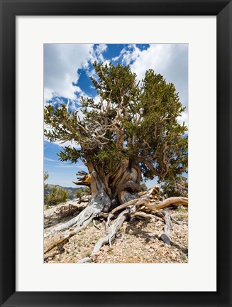 Framed Ancient Bristlecone Pine Forest in the White Mountains, California Print