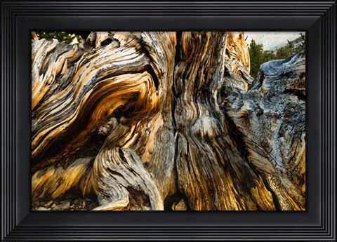 Framed Close-Up of Pine tree, Ancient Bristlecone Pine Forest, White Mountains, California Print