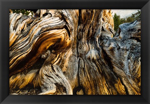 Framed Close-Up of Pine tree, Ancient Bristlecone Pine Forest, White Mountains, California Print