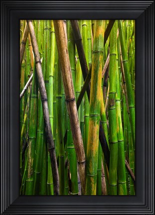 Framed Bamboo Trees, Maui, Hawaii Print