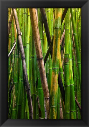 Framed Bamboo Trees, Maui, Hawaii Print