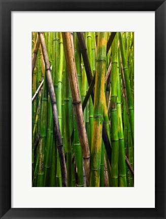 Framed Bamboo Trees, Maui, Hawaii Print