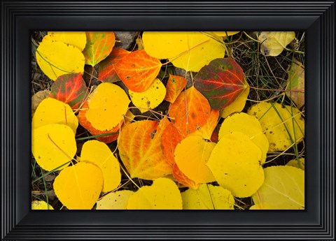 Framed Close-Up of Fallen Leaves, Maroon Creek Valley, Aspen, Colorado Print