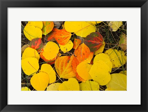 Framed Close-Up of Fallen Leaves, Maroon Creek Valley, Aspen, Colorado Print