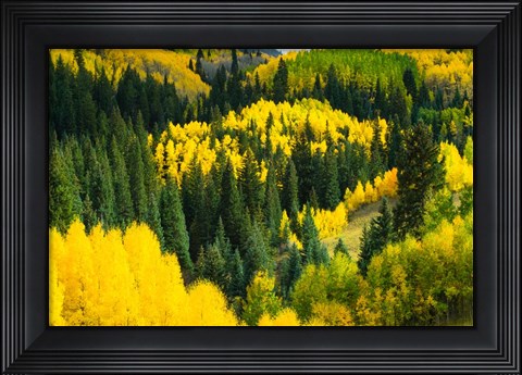 Framed Elevated View of Aspen trees, Maroon Creek Valley, Aspen, Colorado Print