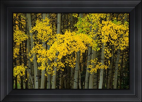 Framed Autumn Trees in Maroon Creek Valley, Aspen, Colorado Print