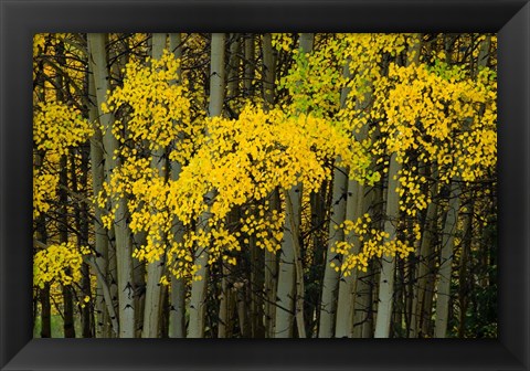 Framed Autumn Trees in Maroon Creek Valley, Aspen, Colorado Print