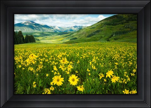 Framed Wildflowers in a Field, Crested Butte, Colorado Print