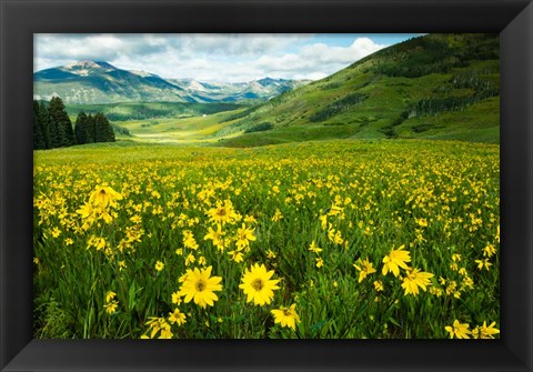 Framed Wildflowers in a Field, Crested Butte, Colorado Print