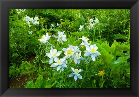 Framed White Flowers in a field, Crested Butte, Colorado Print
